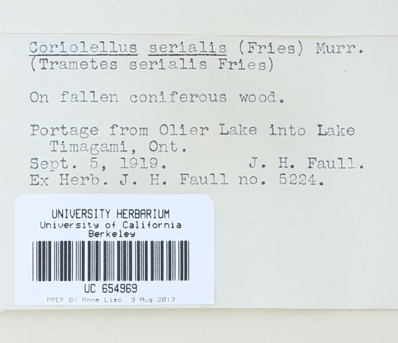Antrodia serialis image