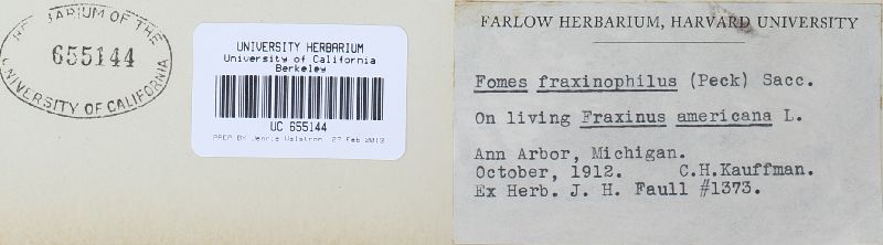 Perenniporia fraxinophila image