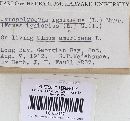 Phellinus igniarius image