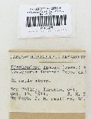 Bjerkandera fumosa image