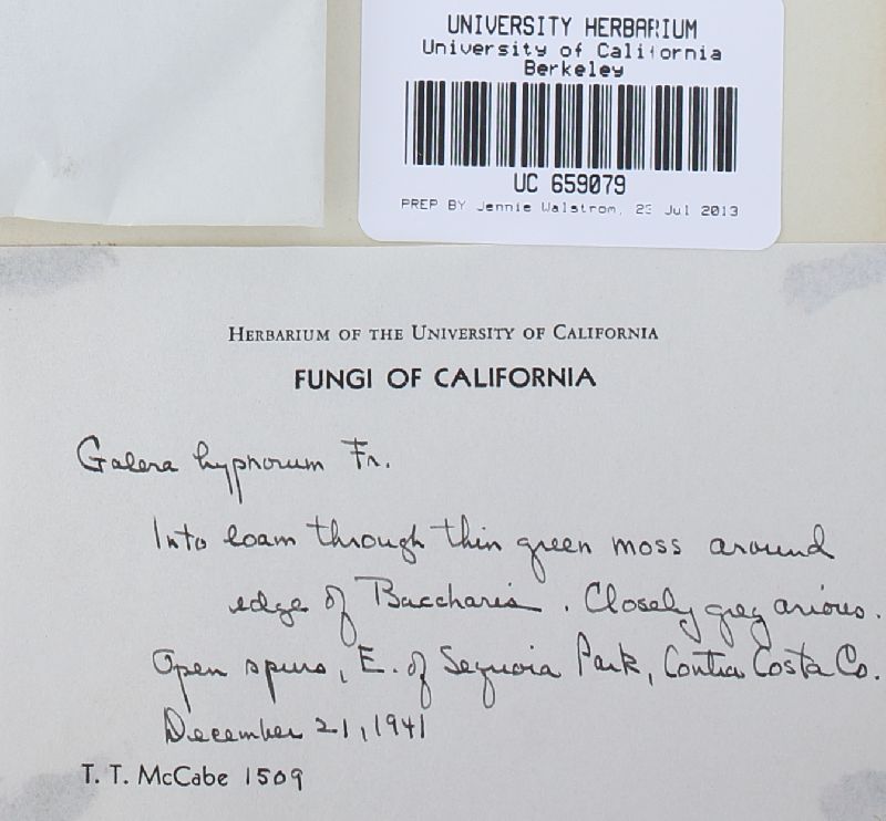 Galerina hypnorum image