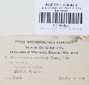 Phyllachora graminis var. graminis image