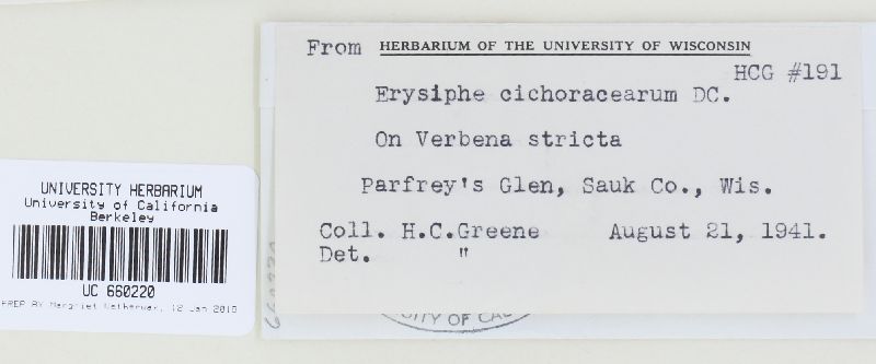 Golovinomyces orontii image