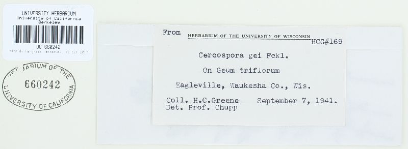 Cercospora gei image