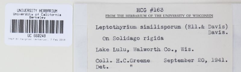 Leptothyrium similisporum image