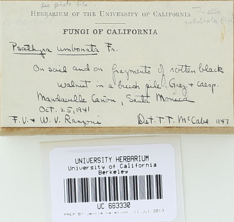 Psathyrella fusca image