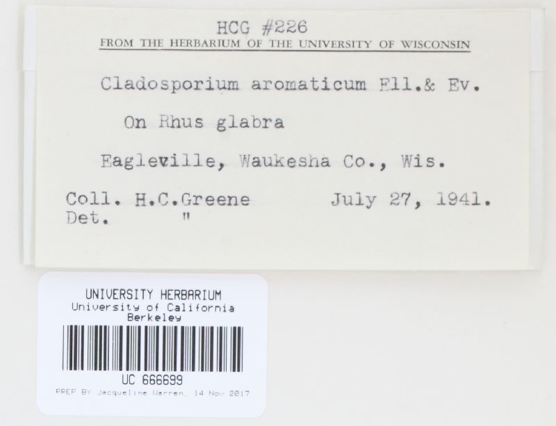 Cladosporium aromaticum image