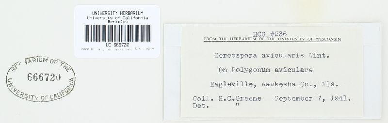Cercospora avicularis image