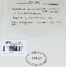 Pileolaria brevipes image