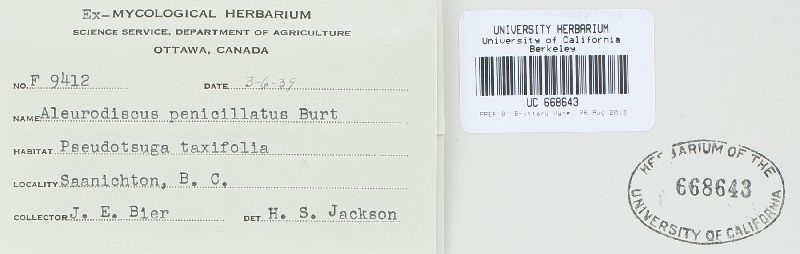 Aleurodiscus piceinus image