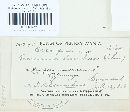 Puccinia heucherae image