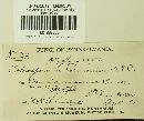 Coleosporium vernoniae image