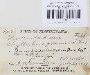 Phyllachora graminis var. graminis image