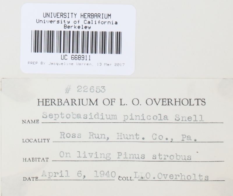 Septobasidium pinicola image