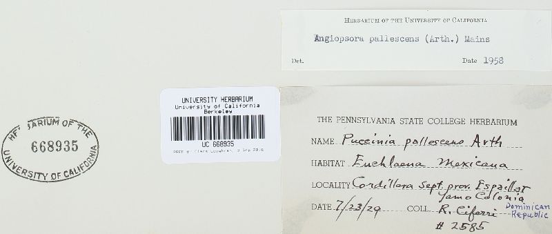 Physopella pallescens image