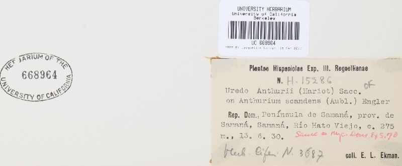 Uredo anthurii image