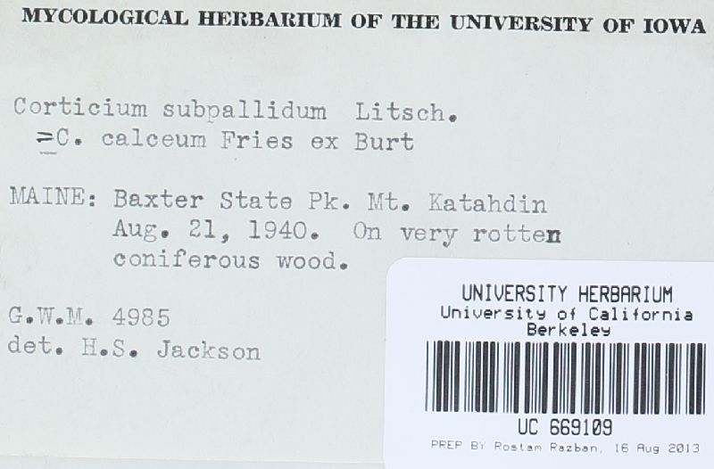 Resinicium image