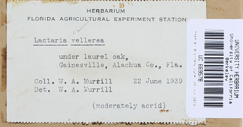 Lactarius vellereus var. vellereus image