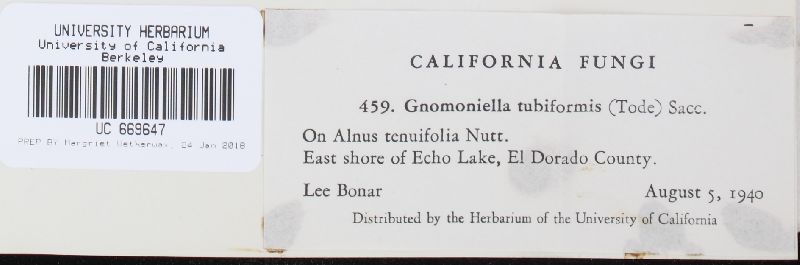 Gnomoniella tubiformis image