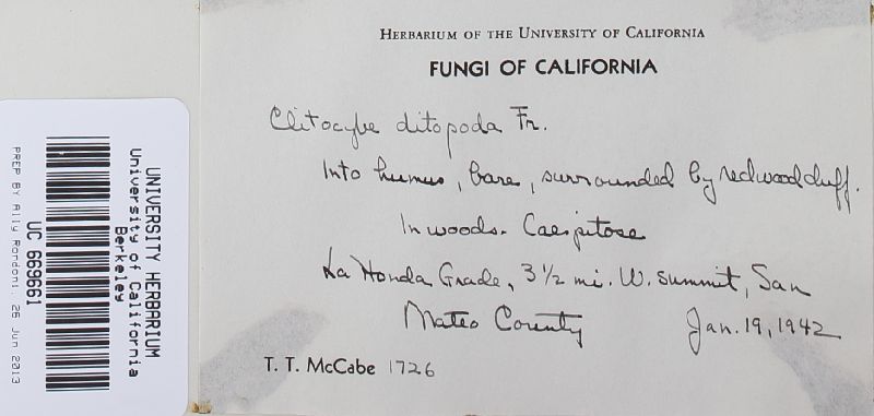 Clitocybe ditopa image