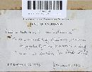 Hebeloma testaceum image
