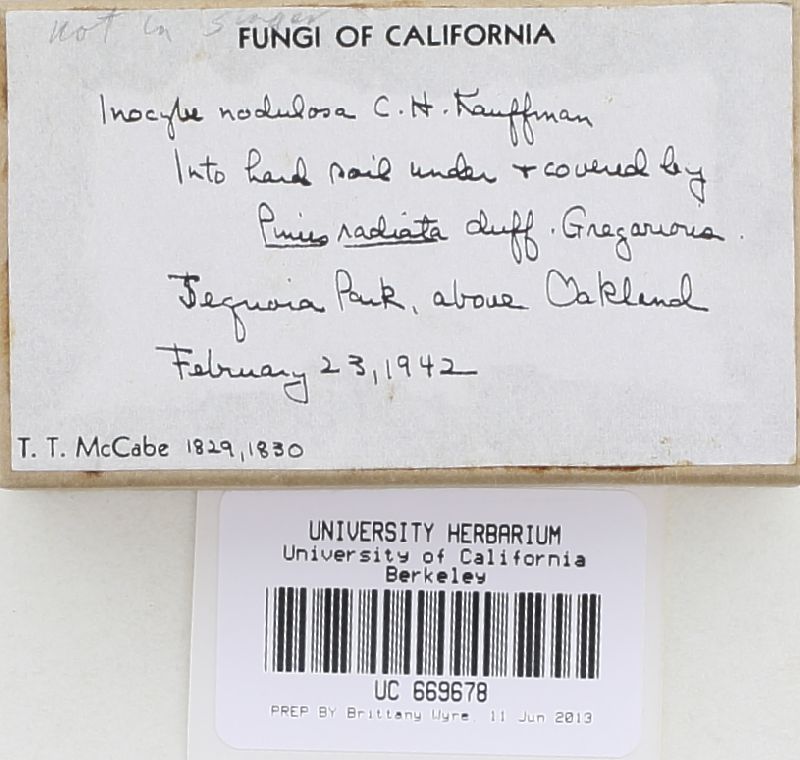 Inocybe nodulosa image