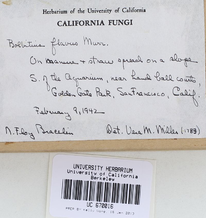 Bolbitius flavus image