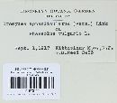 Uromyces appendiculatus image
