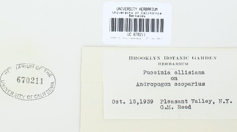 Puccinia ellisiana image