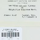 Puccinia caricis-shepherdiae image