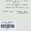 Puccinia caricis-shepherdiae image