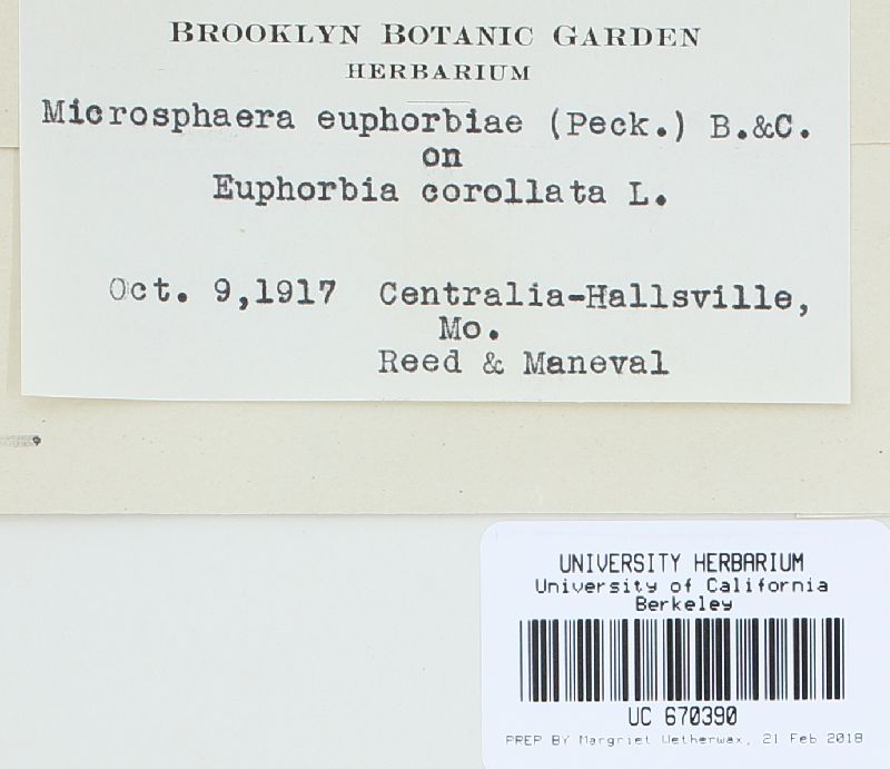 Microsphaera euphorbiae image