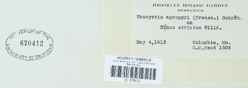 Urocystis agropyri image
