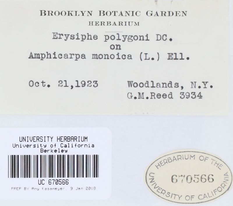 Erysiphe amphicarpaeae image