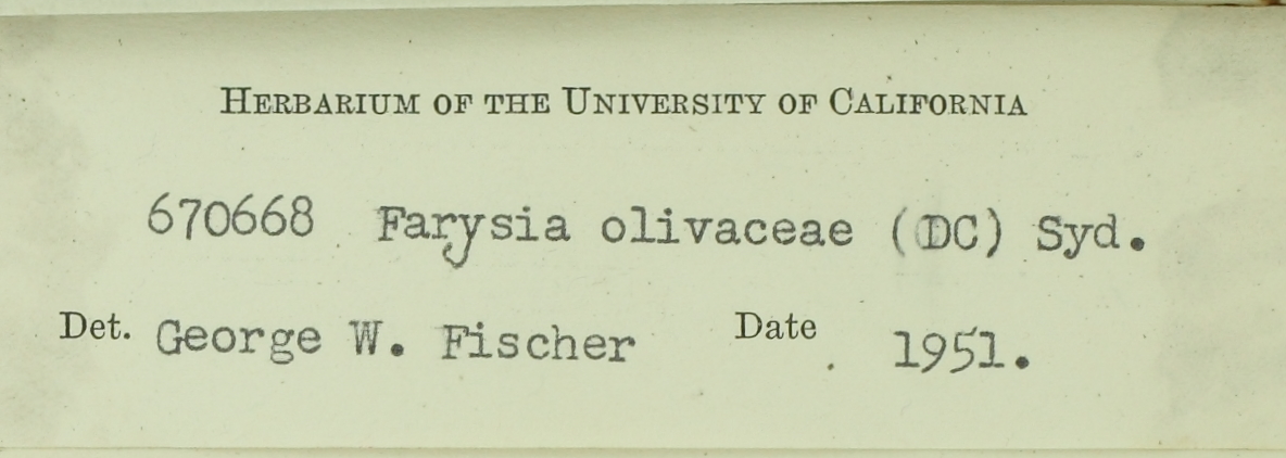Farysia olivacea image