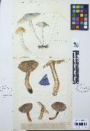 Tricholoma saponaceum image