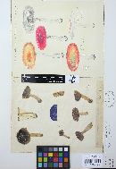 Russula fragilis image