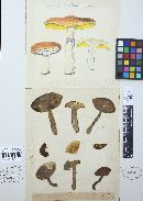 Suillus luteus image