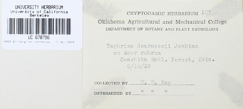 Taphrina dearnessii image