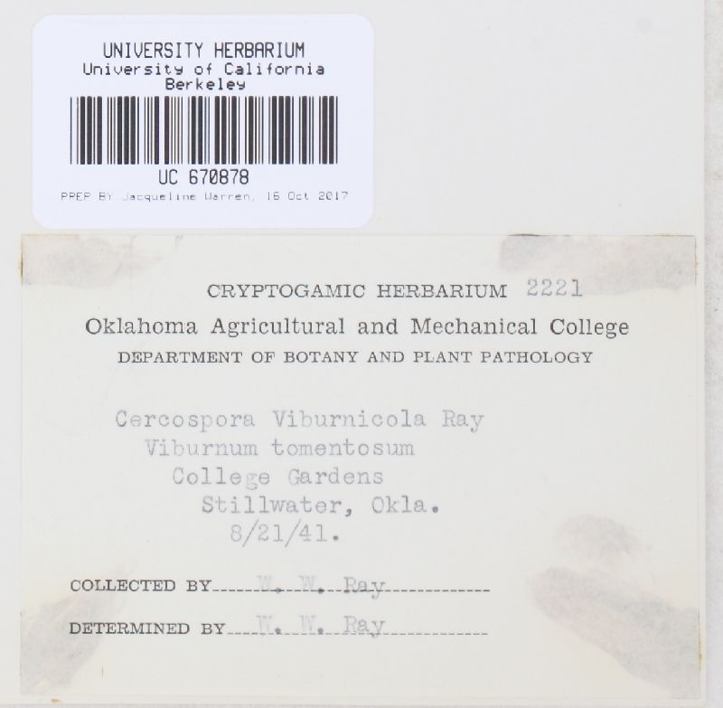 Cercospora viburnicola image