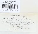 Cladosporium herbarum image