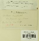 Eballistra lineata image
