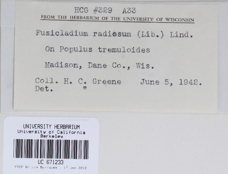 Fusicladium image