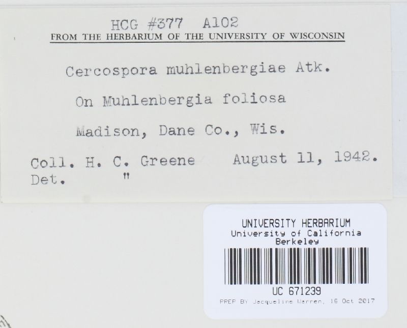 Cercospora muhlenbergiae image