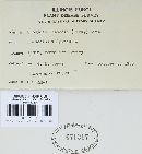 Uromyces appendiculatus image
