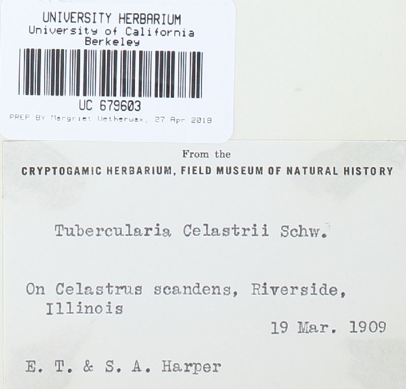 Tubercularia celastri image
