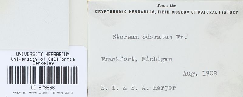 Scytinostroma odoratum image