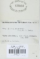 Stereum gausapatum image