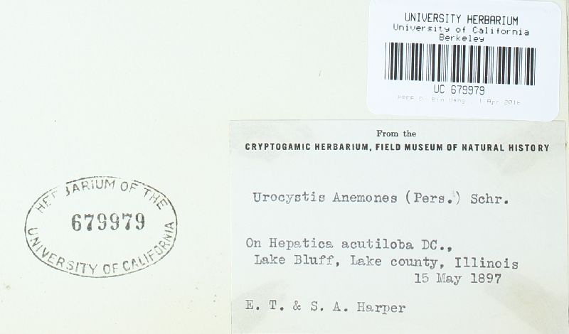 Urocystis syncocca image