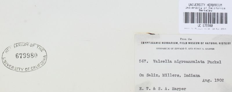 Valsella nigroannulata image